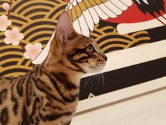 -Let's go狗咖·猫咖·奶狗·桌游(春熙路IFS店)