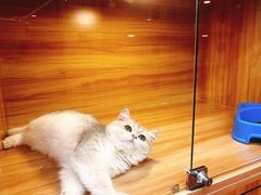 -猫十亿·布偶金渐层·曼基康矮脚猫舍(青年路店)