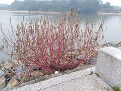 -福建鲤鱼洲酒店