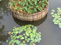 -微山湖红荷湿地景区