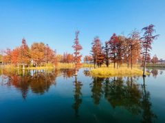 -贡湖湾湿地公园