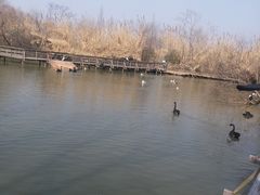 -溱湖国家湿地公园
