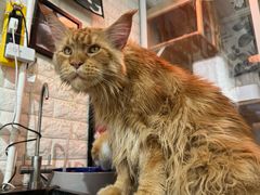 -平行世界·猫咖(首经贸店)