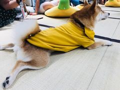 -逗柴咖啡屋·狗咖猫咖宠物桌游
