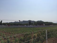 -北京东方普罗旺斯薰衣草庄园
