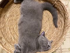 -lincat·猫舍(广州店)