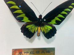 -上海昆虫博物馆