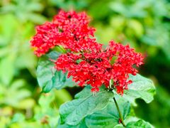 -中国科学院华南植物园