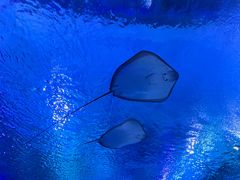 -海合安武汉极地海洋公园