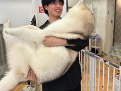 -Let's go狗咖·猫咖·奶狗·桌游(春熙路IFS店)