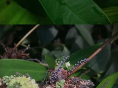 -中国科学院华南植物园