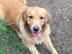 -趣多多宠物公园·宠物训犬学校·宠物寄养