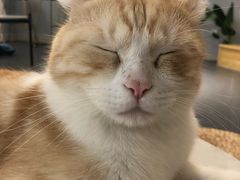 -Heymao猫咖.咖啡厅(东门店)
