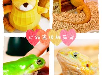 六一，给小朋友一次近距离接触小动物的机会！