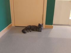 -飞行喵MR PILOT|猫舍·猫咖(静安大融城店)
