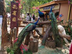 -西双版纳勐泐文化旅游区