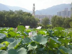 -飞来湖湿地公园