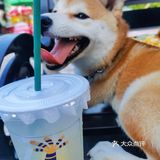 Go！[加油]「侨港海滩🏖️」汪界“辛巴”到此一游🐶🐶🐶