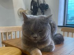 -楼上猫咖(罗湖店)