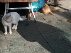 猫-老太皮肚面