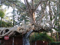 -瑞丽独树成林风景区