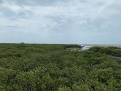 -北海金海湾红树林生态旅游区