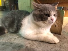 -more than meow吴止猫主题餐厅(承德 中船汇店)