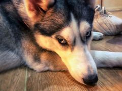 -Husky Go! 哈士奇体验馆·宠物咖啡厅狗咖