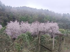 -贵州省植物园