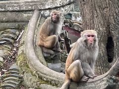 -黔灵山公园