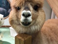 -藦茜花园宠物主题亲子互动体验馆(国顺东路店)