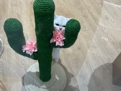 -1013 PET SHOP精品宠物商店(丁香店)