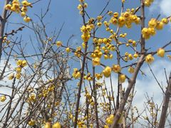 -龙大花卉苗木市场