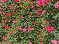 -白鹭湾湿地公园