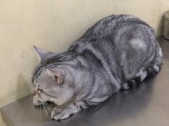 -米苏动物医院·犬猫专科·骨科外科内窥镜