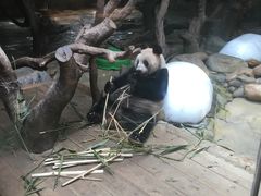 -广州长隆国际大马戏