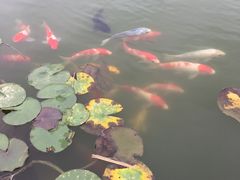 -石塘人家
