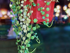 -美森西餐厅(曙光大道店)