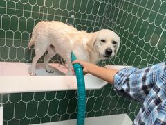 -爪吧宠物乐园 (温榆河示范区店)