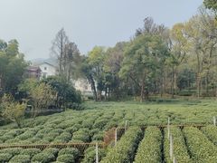 -野蔓果·山野菜(西湖景区·龙井茶田店)