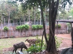 -清迈夜间动物园