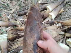 -上海佘山国家森林公园天马山园