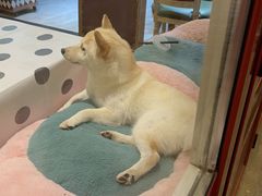 -猫小院猫主题餐厅(南锣旗舰店)