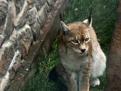 -青藏高原野生动物园