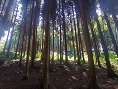 -武陵山森林公园