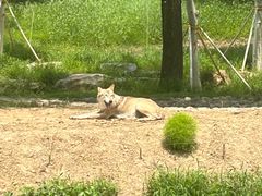 -北京野生动物园