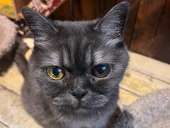 -壹六猫窝(谷德店)