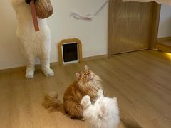 -猫腻·猫咖·撸猫馆(星光大道店)