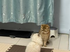 -美联众合动物医院·24h转诊中心