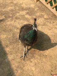 -萌宠亲子动物乐园(槐房万达店)